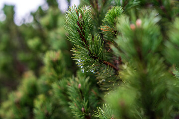 Christmas tree needles covered with water drops.