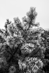 Fir-tree needles covered with frost. Black and white.