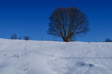 Fototapeta na wymiar Beech in the winter landscape.