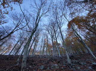 beautiful autumn,fall forest with yellow oaks and maples and with sun shining