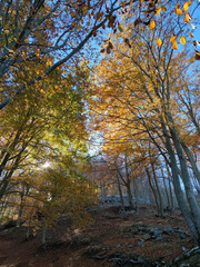 beautiful autumn,fall forest with yellow oaks and maples and with sun shining