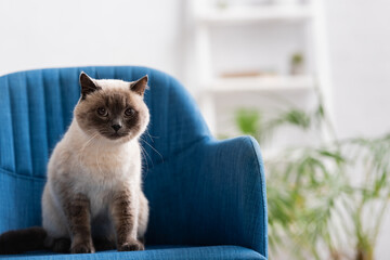furry cat sitting on blue armchair and looking at camera