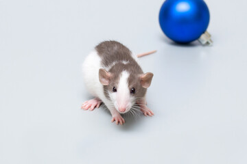hand-held pet rat on a gray background with a Christmas ball