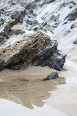 Wet rokcs and sand on low tide.