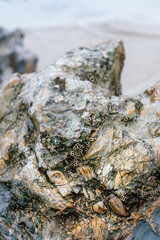 Wet rokcs and sand on low tide.