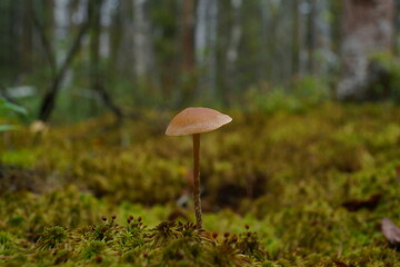 Toadstool growing in the forest.