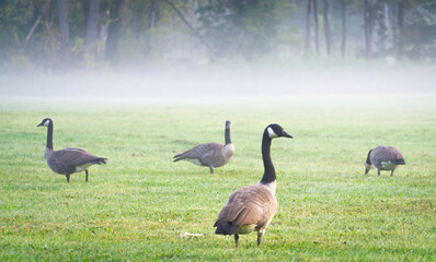 Goose in fog