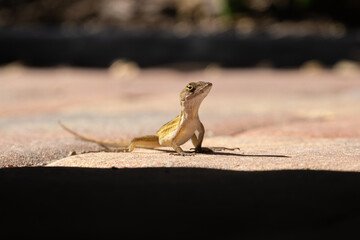 Gecko showing off