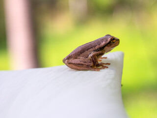 Lateral view macro photography of a tiny brown tree frog standing on a white calla lily flower,...