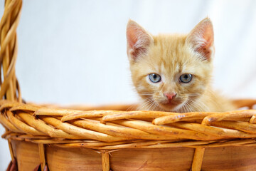 Fototapeta na wymiar Beautiful ginger kitten portfolio
