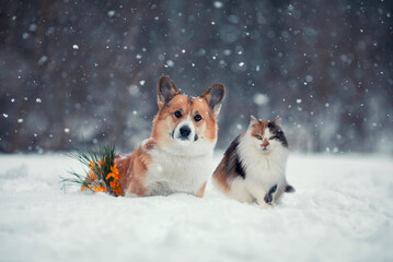 holiday card cat and dog corgi in the spring park next to yellow flowers snowdrops