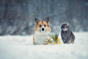 holiday card cat and dog corgi in the spring park next to yellow flowers snowdrops