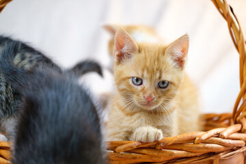 Beautiful ginger kitten portfolio