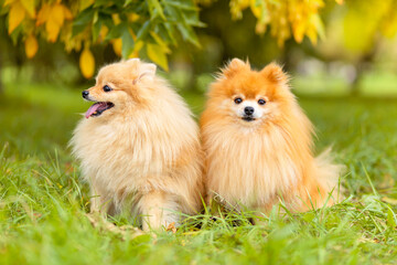 two ginger pomeranian spitz in the golden autumn park. orange dog friends in fall with falling leaves. friendly pets walking  together outdoor