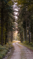 Fototapeta premium path in the woods