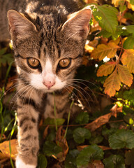 Happy little cat among the leaves in autumn, enjoying good weather