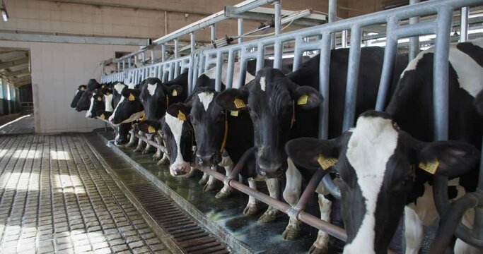 modern milking process, healthy beautiful cows with tags in their ears stand in row during automated milk extraction process on farm