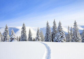 A panoramic winter view. Landscape of high mountain with snow white peaks and forest. Aerial view. Wallpaper background. Natural scenery. Location place Carpathian, Ukraine, Europe