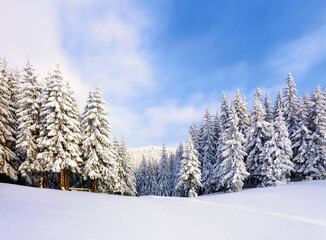 Beautiful landscape on the cold winter morning. Pine trees in the snowdrifts. Lawn and forests in fog. Snowy background. Nature scenery. Location place the Carpathian, Ukraine, Europe.