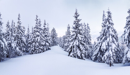 A panoramic view. Winter landscape. Christmas wonderland. Magical forest. Meadow covered with frost...