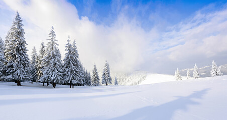 A panoramic winter view. Landscape of high mountain with snow white peaks and forest. Aerial view. Wallpaper background. Natural scenery. Location place Carpathian, Ukraine, Europe