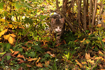 Happy little cat among the leaves in autumn, enjoying good weather