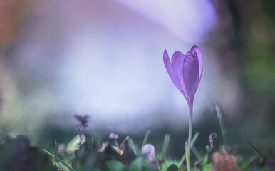 Fototapeta na wymiar purple crocus flower