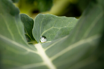 Coliflor