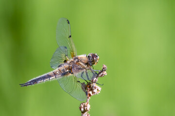 Four-spotted Chaser