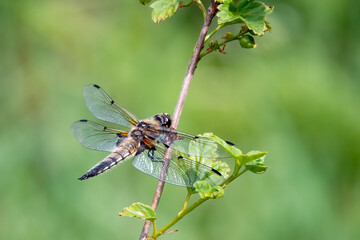 Four-spotted Chaser