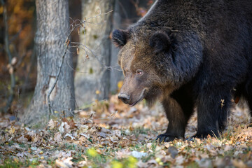 Fototapeta na wymiar Bear in autumn forest. Ursus arctos, fall colours. Dangerous animal in natural habitat