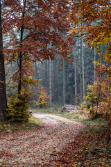 Obraz premium autumn in the woods