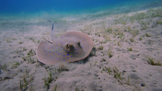 Stingray slowly swim over sandy bottom on blue water background. owtail Weralli Stingray Pastinachus sephen . Underwater shot, Red Sea, Egypt. Marine life in the shallow water. Slow motion