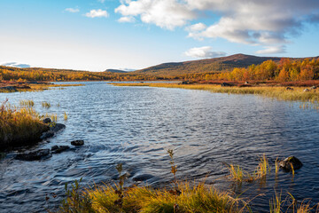 Vivid Autumn Stream or Water scene in Remote wilderness of arctic Pieljekaise National Park South of Jakkvik, Sweden on a sunny autumn day with yellow and orange colors in nature.