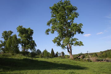 landscape with trees