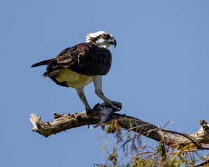 Osprey with a fish