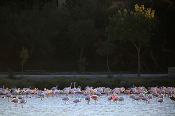 Fototapeta premium rose wild flamingos as birds fauna