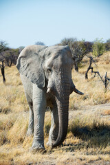 Beautiful portrait of a big african elephant at Etosha National Park. Namibia