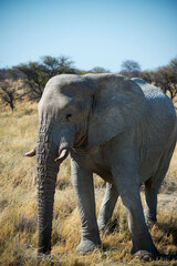 Obraz premium Big african elephant seen from its left side. Etosha National Park, Namibia