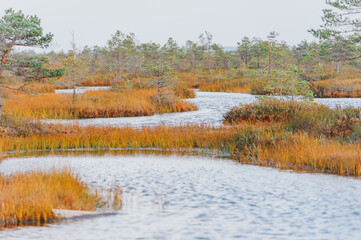 Swamps. Belarusian swamps are the lungs of Europe. Ecological reserve Yelnya. Yelnya National Landscape Reserve trail over a bog , Belarus.