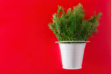 a bouquet of branches from a Christmas tree with needles in a white mini bucket on a red background