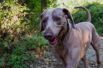 Weimaraner running down a path surrounded by forest