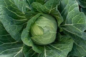 Obraz premium head of young green cabbage close-up.