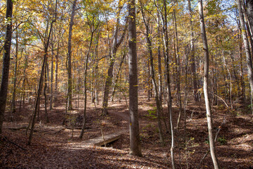Hiking Trail in Autumn with Colorful Leaves