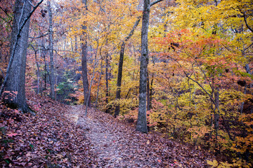 Hiking Trail in Autumn with Colorful Leaves