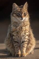 Fototapeta na wymiar Brown and gray tabby cat. Cats in the port of Essaouira in Morocco.