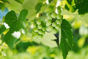 Grapes green leaves plants nature sun summer