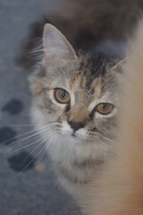 Obraz premium portrait of a cat