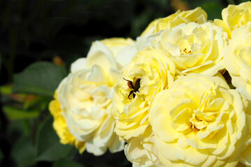 there are many yellow rose buds growing in the garden. roses in the garden. a bee pollinates yellow roses