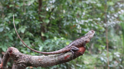 A camouflage oriental garden lizard turns its head with a biting mosquito on top of head